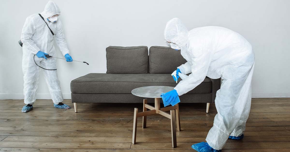 5 Reasons for implementing Pest Control in your workplace
